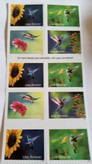 10- FOREVER US POSTAGE STAMPS.. HUMMINGBIRD'S....