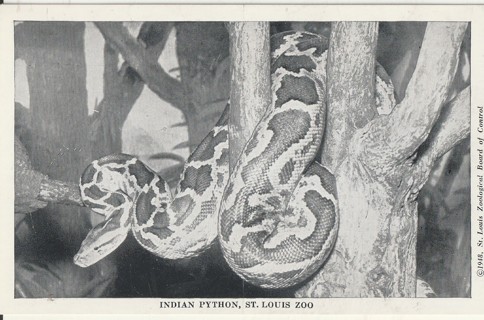 Vintage Unused Postcard: b&w: Indian Python, St Louis Zoo