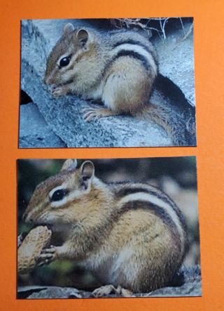 Chipmunk Magnets