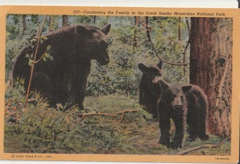 Vintage Unused Postcard: j: Bear Family in the Smoky Mountains