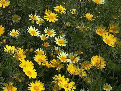 Crown Daisy Plant Seeds 1500 seeds