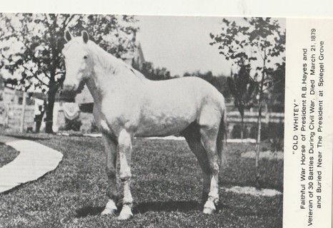 Vintage Unused Postcard: b&w: Old Whitey, Pres R.B. Hayes War Horse