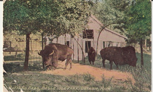Vintage Used Postcard: L: 1910 Buffalo Herd, Belle Isle Park, Detroit, MI