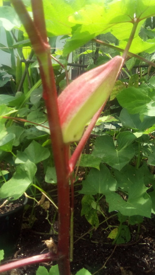 OKRA, Alabama Red