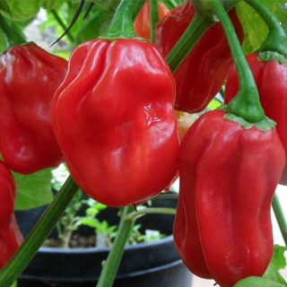  Habanero hot pepper seeds