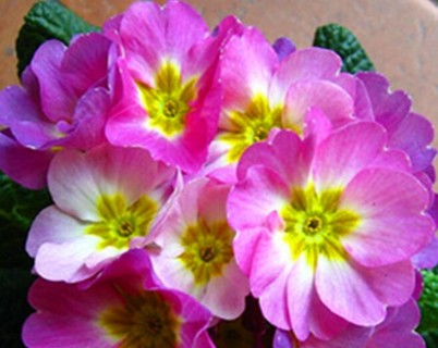 Pink Purple Primrose!