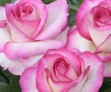 Dark Pink and White Rose