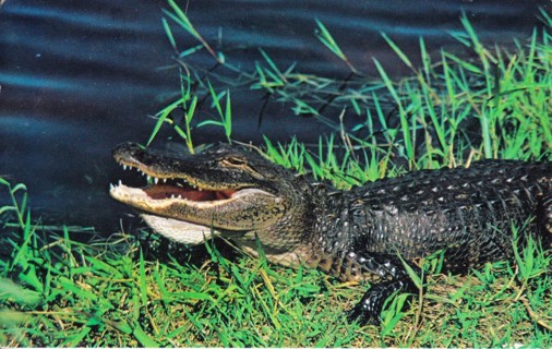 Vintage Postcard Florida Alligator