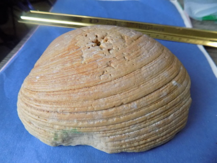 6 1/2 inch sea shell # 9