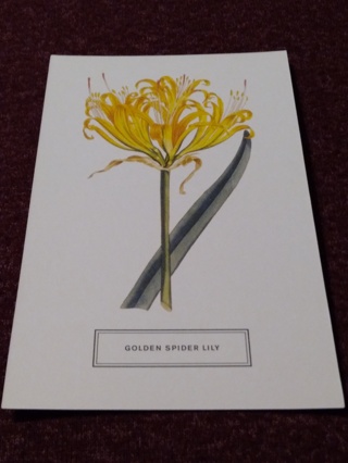 Botanical Postcard - GOLDEN SPIDER LILY
