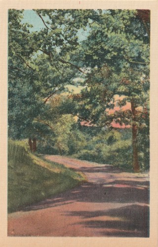 Vintage Unused Postcard: gin: North Carolina Scene