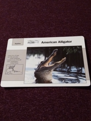 Grolier Story of America Card - American Alligator