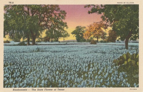 Vintage Unused Postcard: h: Bluebonnet State flower of Texas