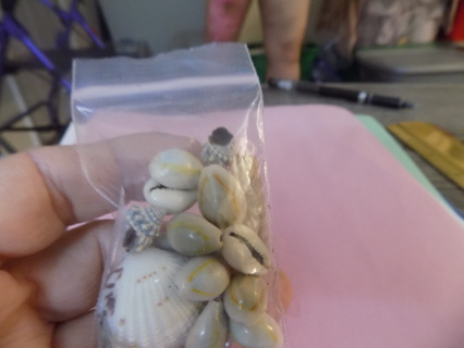 Small bag of tiny sea shells