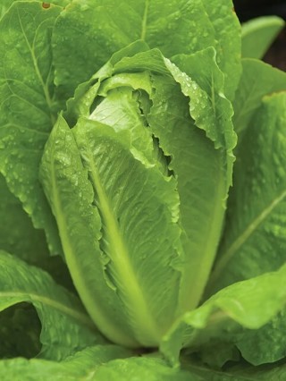 Organic Parris Island Cos (Romaine) 20 seeds