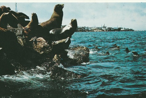 Vintage Unused Postcard: h: Sea Lions, Monterey Peninsula, CA