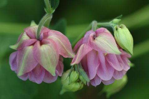 50+ seeds pink double filled Columbine , organically grown
