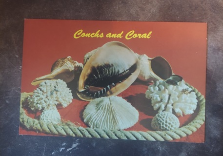 Conchs And Coral Postcard 