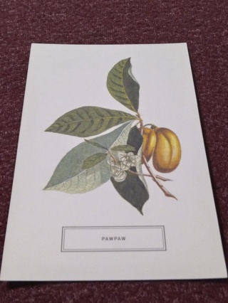 Botanical Postcard - PAWPAW