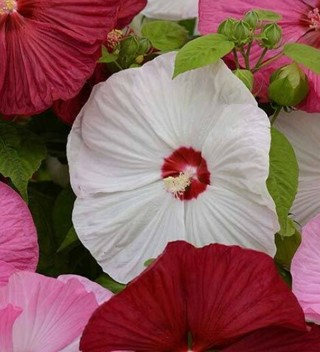 Colorful Dinnerplate Hibiscus Mixed!