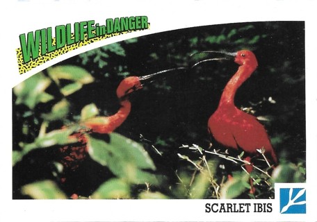 1992 Panini Wildlife in Danger #66 Scarlet Ibis