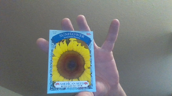 sunflower mamoth russian