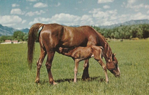 Vintage Unused Postcard: h: Arabian Purebreds