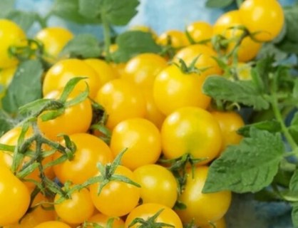 Lemon Drop Tomato Seeds 5