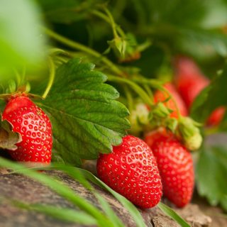 4 Live Strawberry Plants