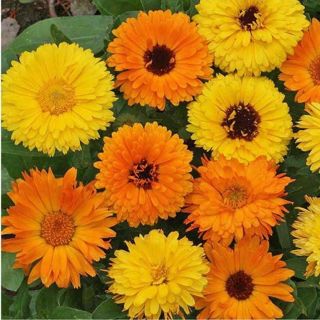 Calendula ( pot marigolds) seeds. Easy to grow. Free Shipping.