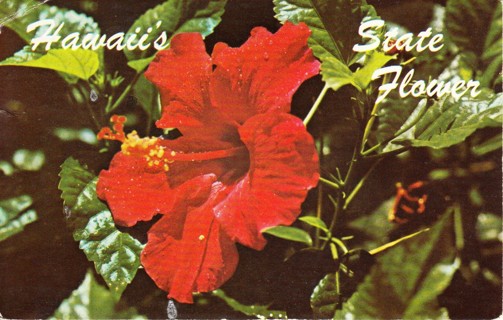 Vintage Postcard Hawaii;s State Flower