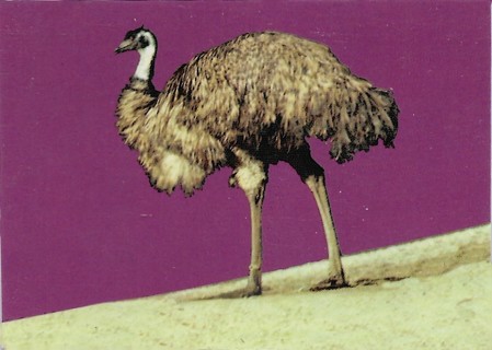 1993 Cardz World Famous San Diego Zoo #110 Emu