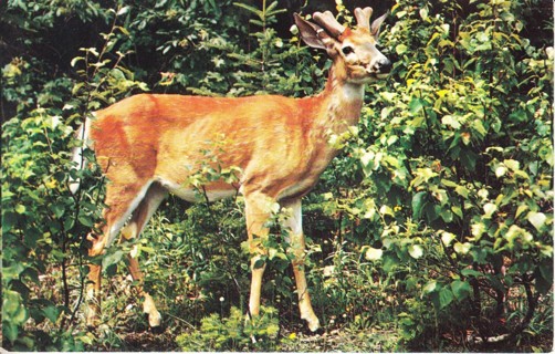 Vintage Postcard Deer