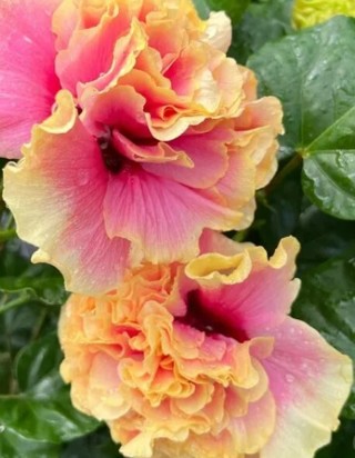 More colorful dinnerplate hibiscus "Unnamed"