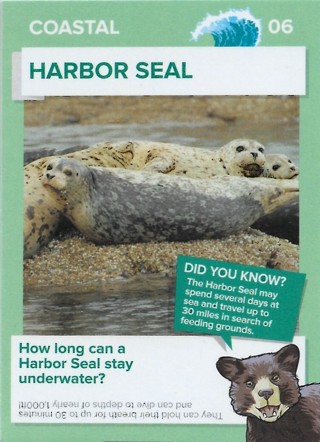  2016 Go Wild in the USA Coastal #6 Harbor Seal