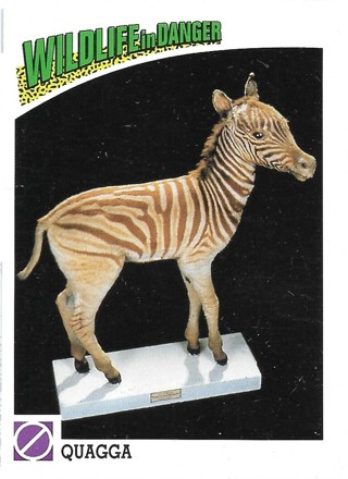  1992 Panini Wildlife in Danger #89 Quagga