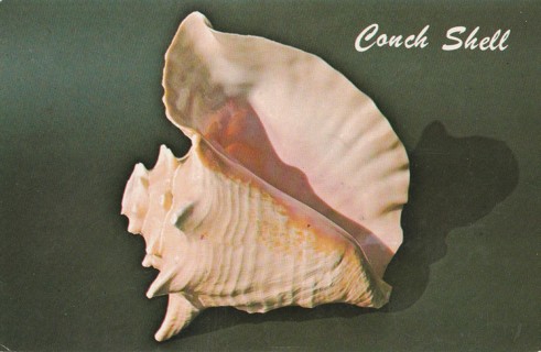 Vintage Unused Postcard: g: Conch Shell