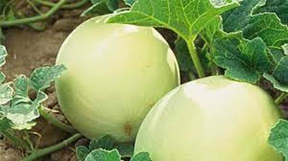 Packet of Honeydew Melon Seeds Homegrown For 2024 Gardening Season
