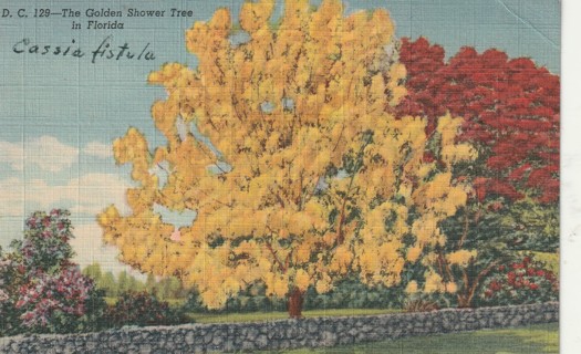 Vintage Used Postcard: gin: Linen: Golden Shower Tree, Florida