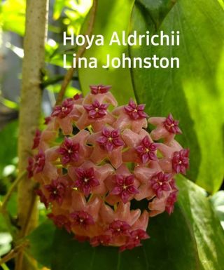 Hoya aldrichii cutting