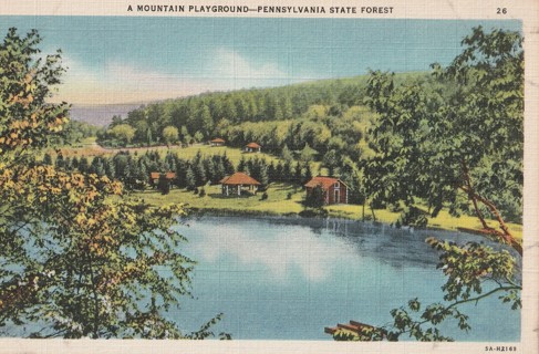 Vintage Unused Postcard: e: Pennsylvania State Forest