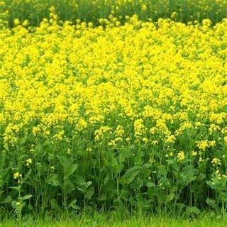 33+ mustard plant seeds/last one