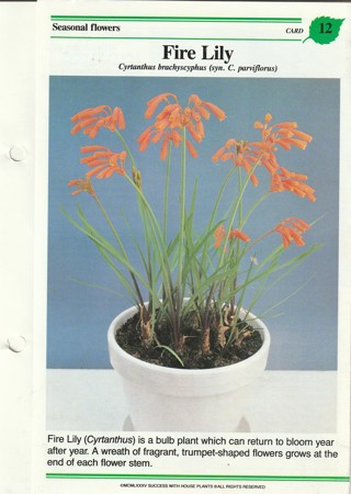 Success with Plants Leaflet: Fire Lily