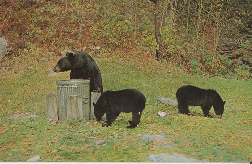 Vintage Unused Postcard: u: Black Bears