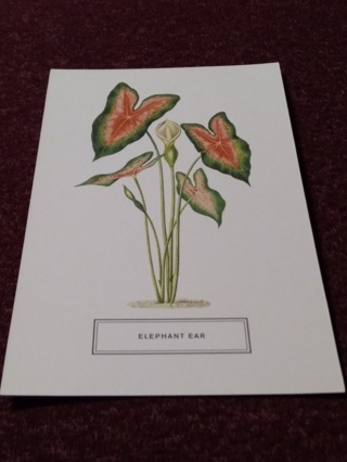 Botanical Postcard - ELEPHANT EAR