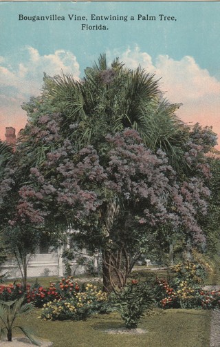 Vintage Unused Postcard: gin k: Bouganvillea Vine