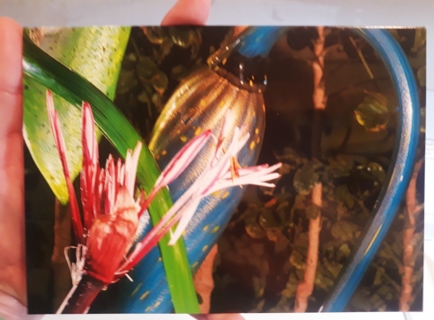 Photo Notecard from "Gardens & Glass" series #1