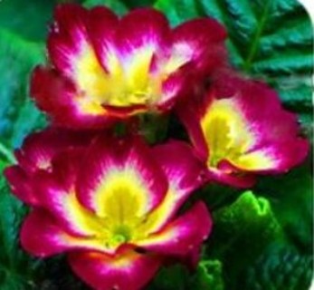 Multi-Colored Primroses