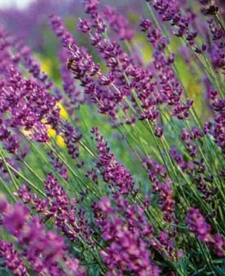 True Lavender