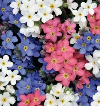 Forget Me Nots!